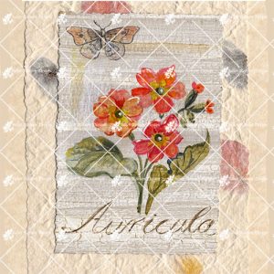 Auricula CARD124